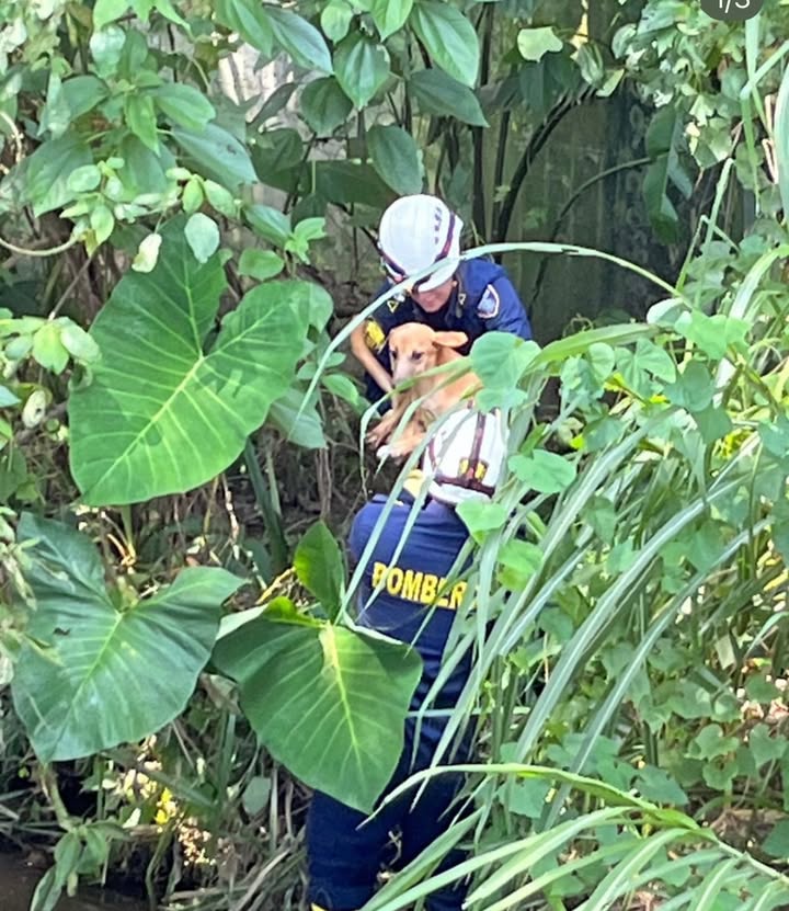 Rescate de mascota en quebrada La Habana, Pereira 