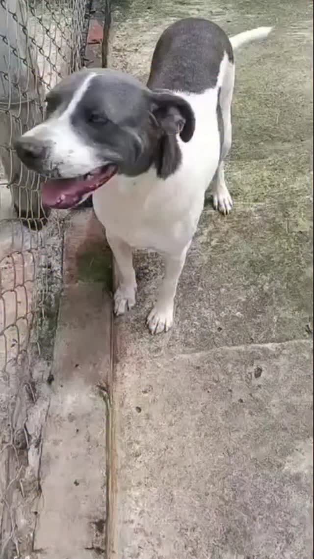 Adopción de perro en Pereira 