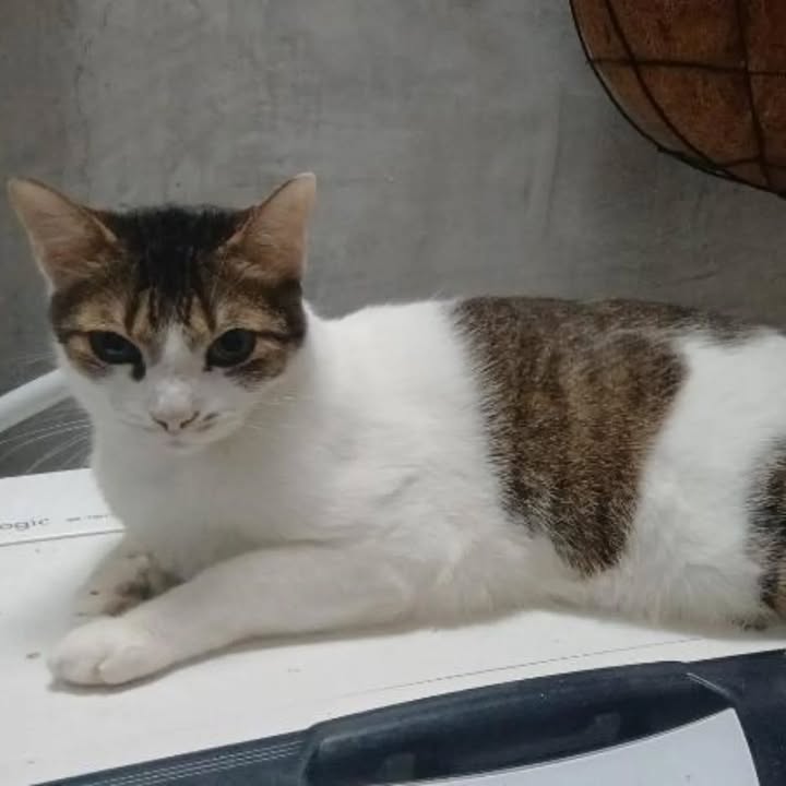 Adopción Gato: Lissy busca un hogar en Risaralda 