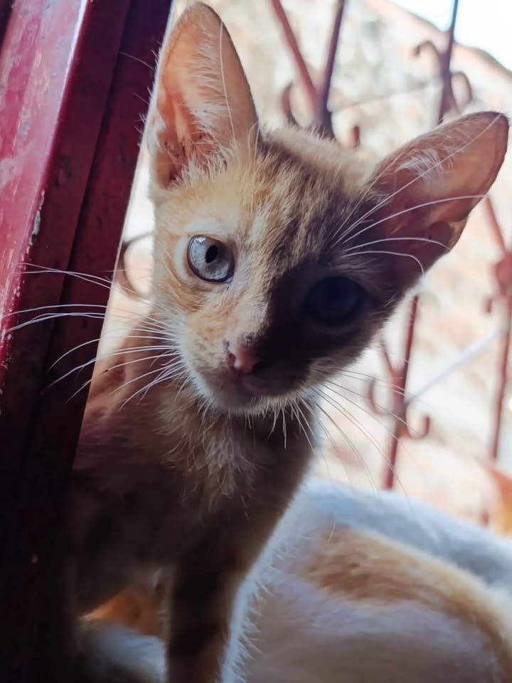 Gatitos en adopción en La Victoria, Valle 