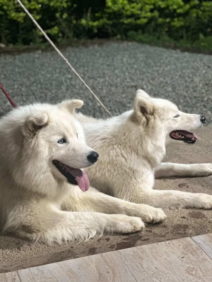 Adopción de Perros Hermanos en Risaralda 