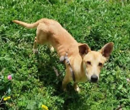 Adopción de Perro en Risaralda 