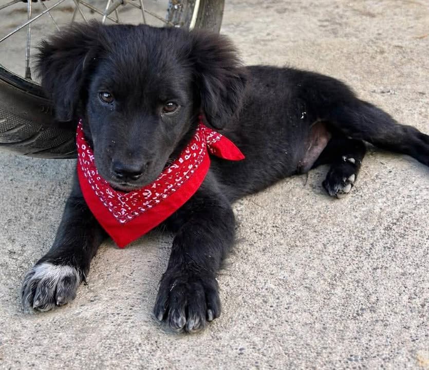 Adopción de cachorros en Risaralda 