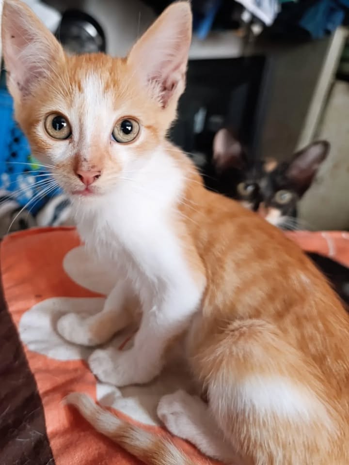 Gatitos en adopción en La Victoria, Valle 