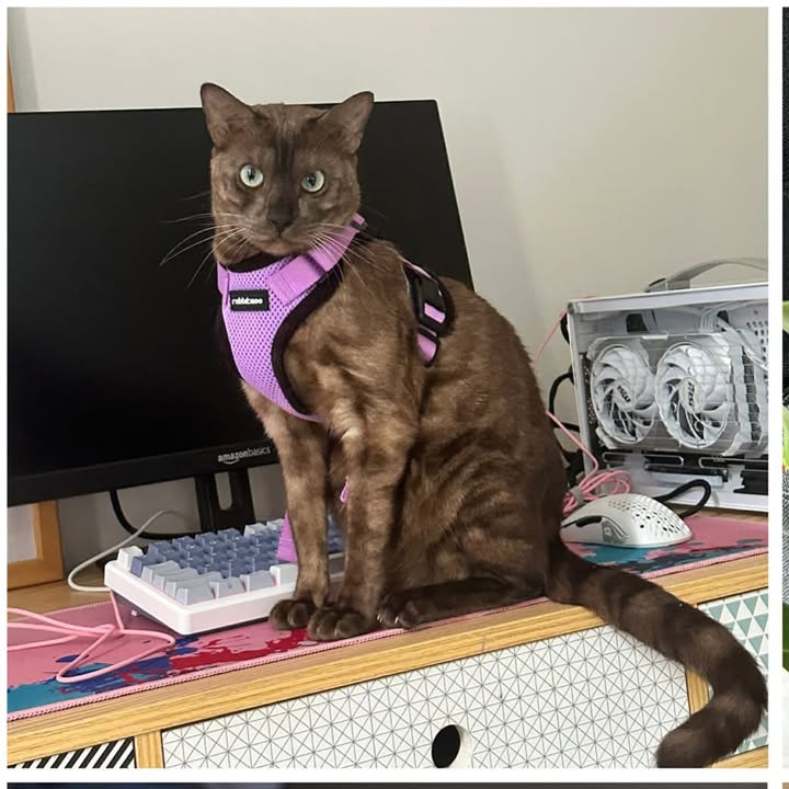 Gata en Adopción Responsable 