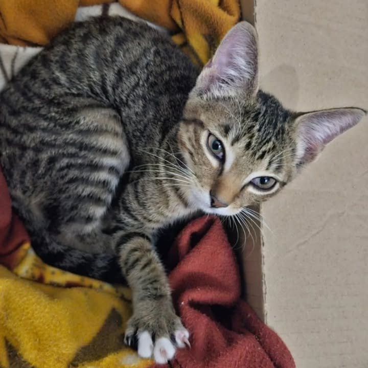 Gato en adopción en Risaralda 
