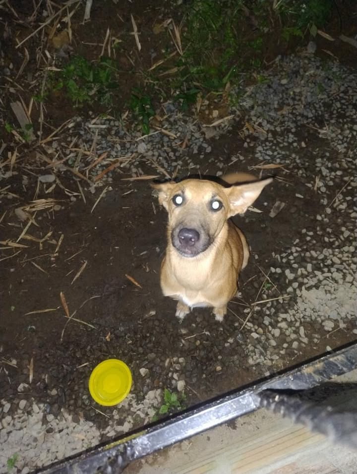 Perro abandonado en Parque El Oso, Cuba, Risaralda 