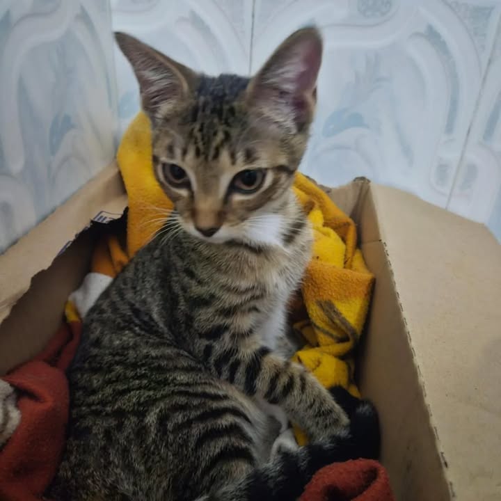 Gato en adopción en Risaralda 