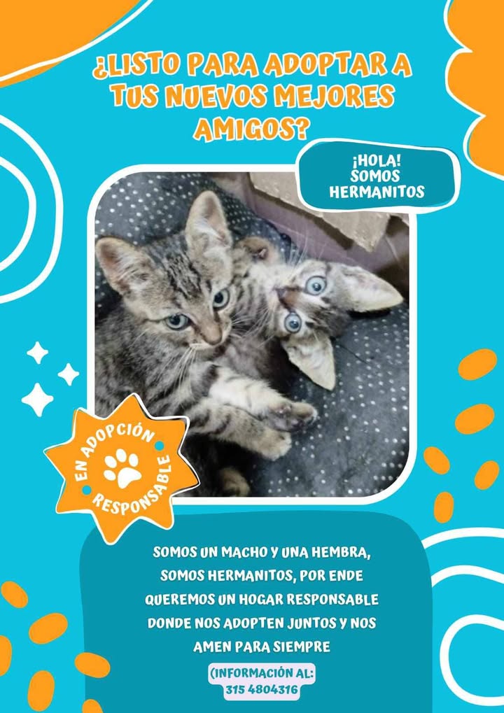 Gatos en Adopción Risaralda 