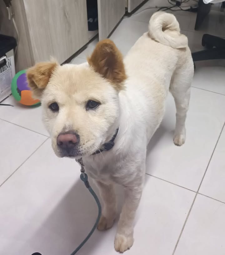 Adopción de Perro en Risaralda 