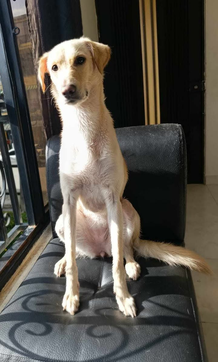Adopción Canina en Risaralda 