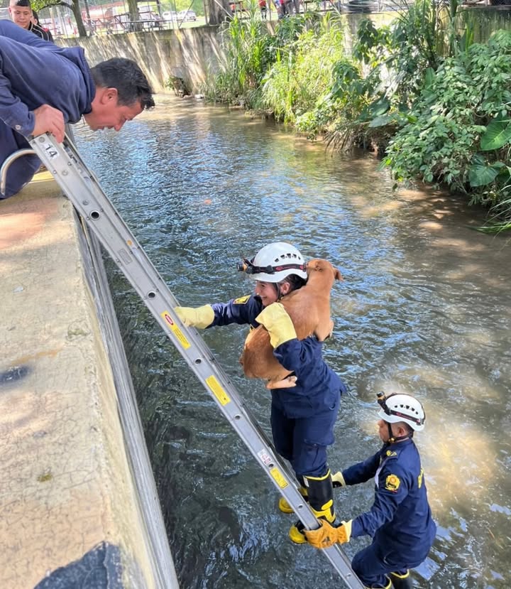 Rescate de mascota en quebrada La Habana, Pereira 