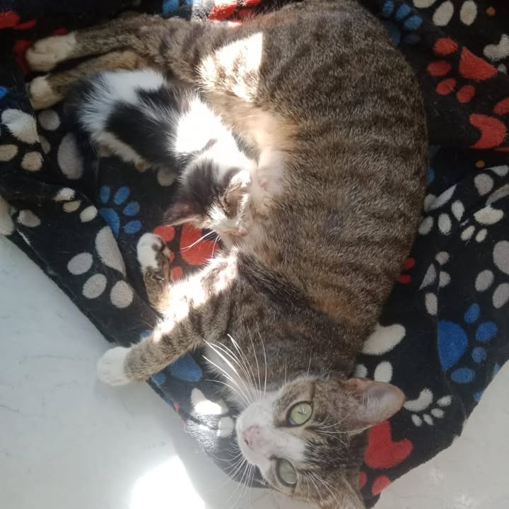 Gata en adopción Risaralda 