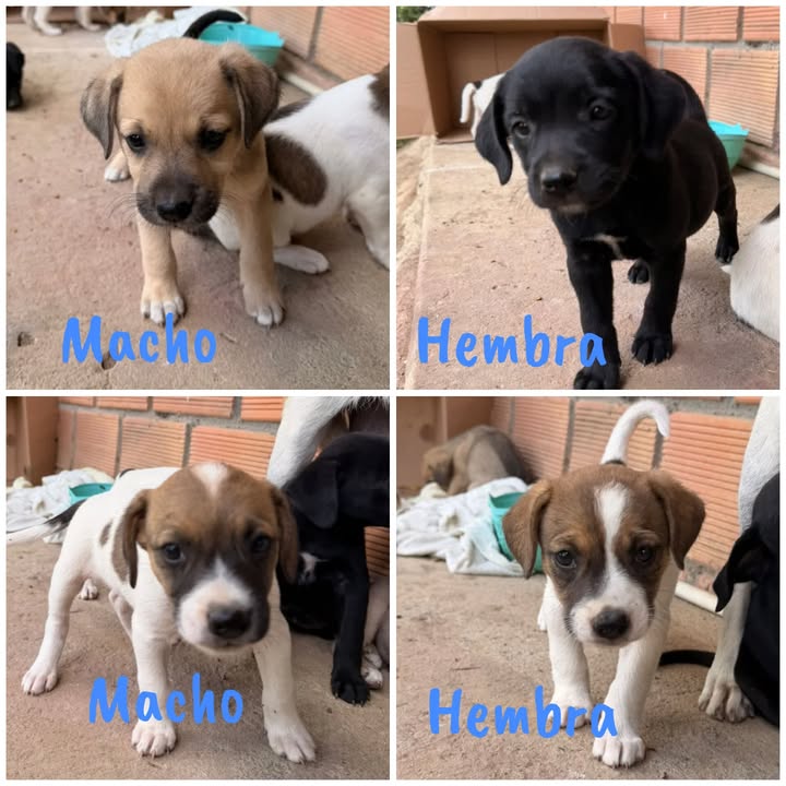 Cachorros en adopción en Risaralda 