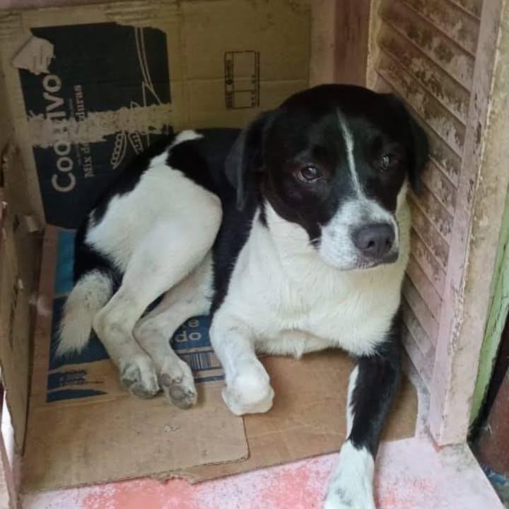 Adopción Canina en Risaralda 
