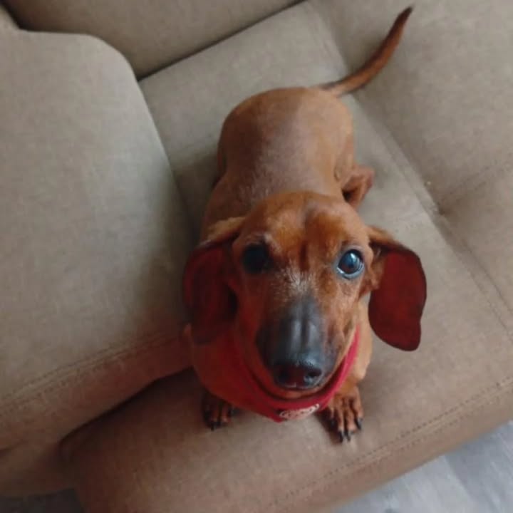 Adopción de Perro Mini Salchicha en Risaralda, Colombia 