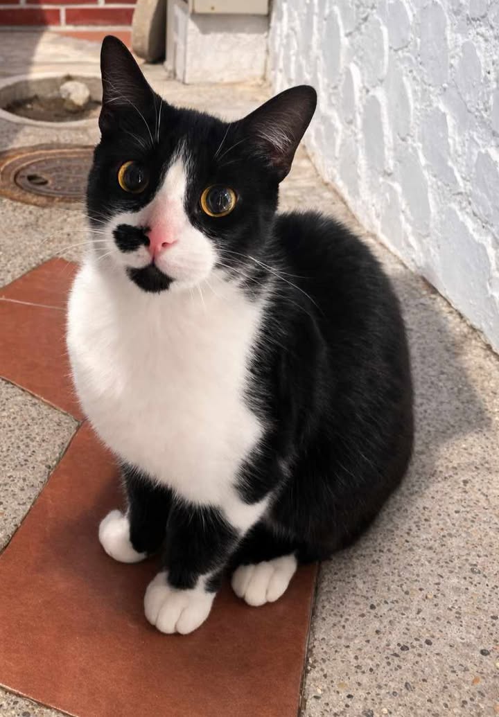 Gatico en adopción Risaralda 