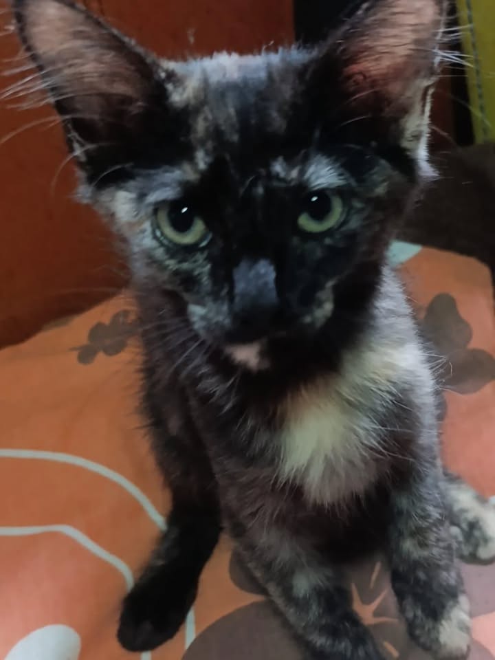 Gatitos en adopción en La Victoria, Valle 