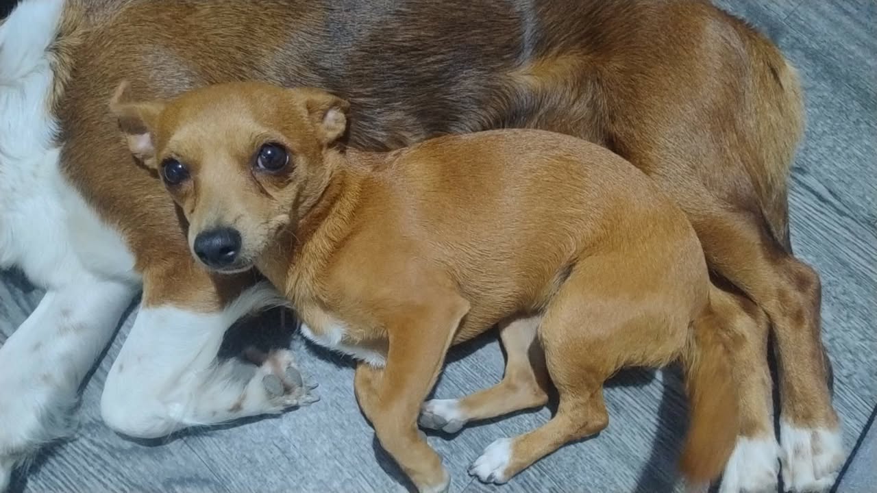 Adopción de Perra en Risaralda, Colombia 