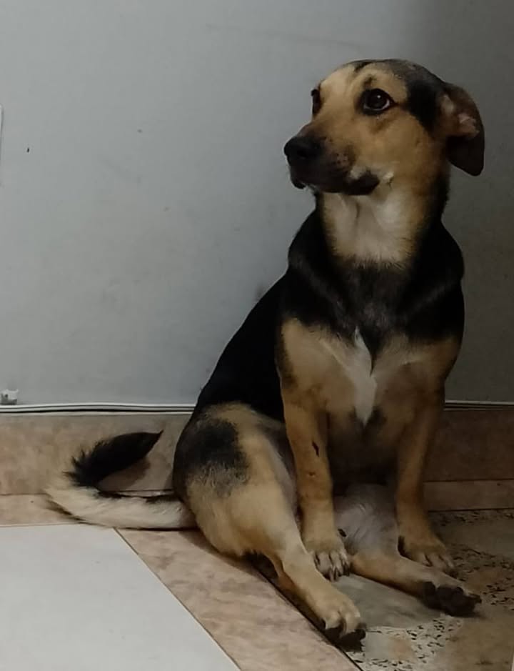 Adopción de Perros en Risaralda 