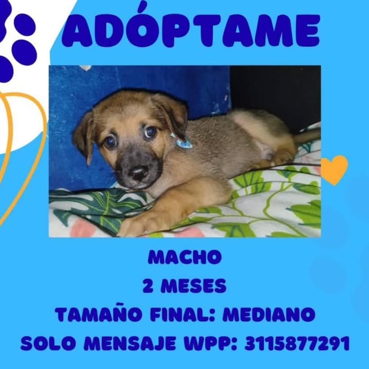 Adopción de Cachorro en Risaralda 