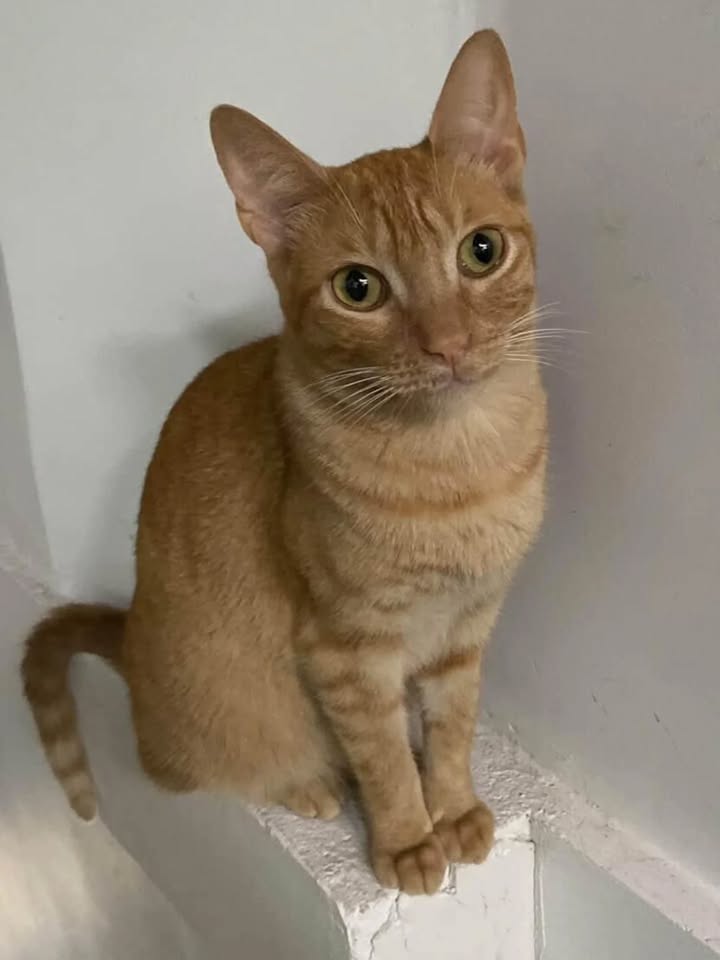 Gata en adopción Risaralda 