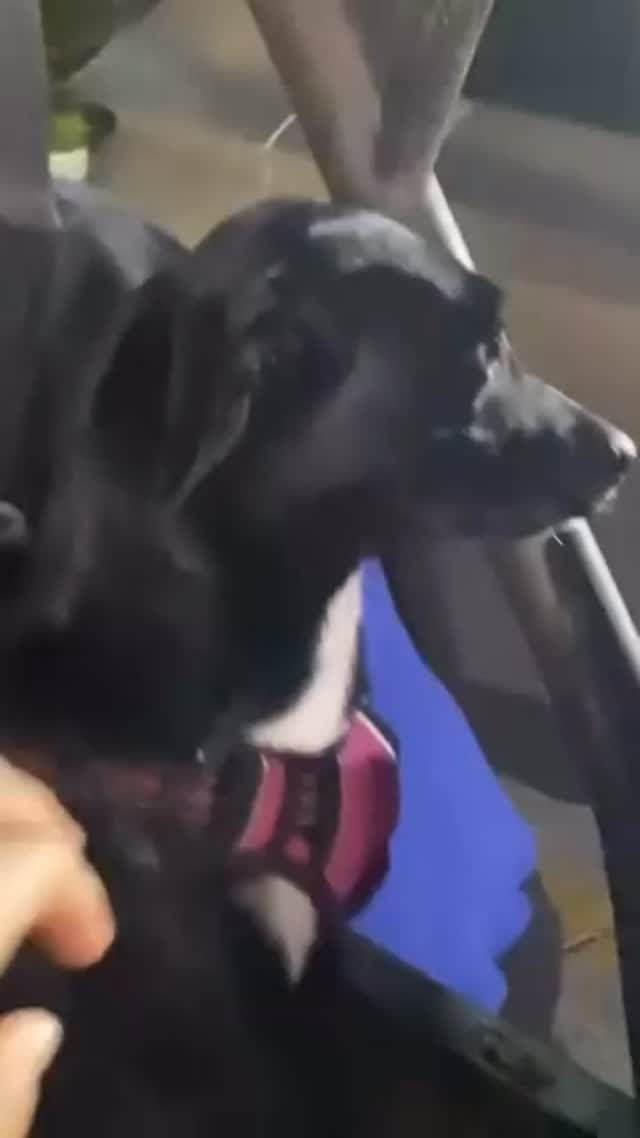 Perro encontrado en Armenia, Risaralda 