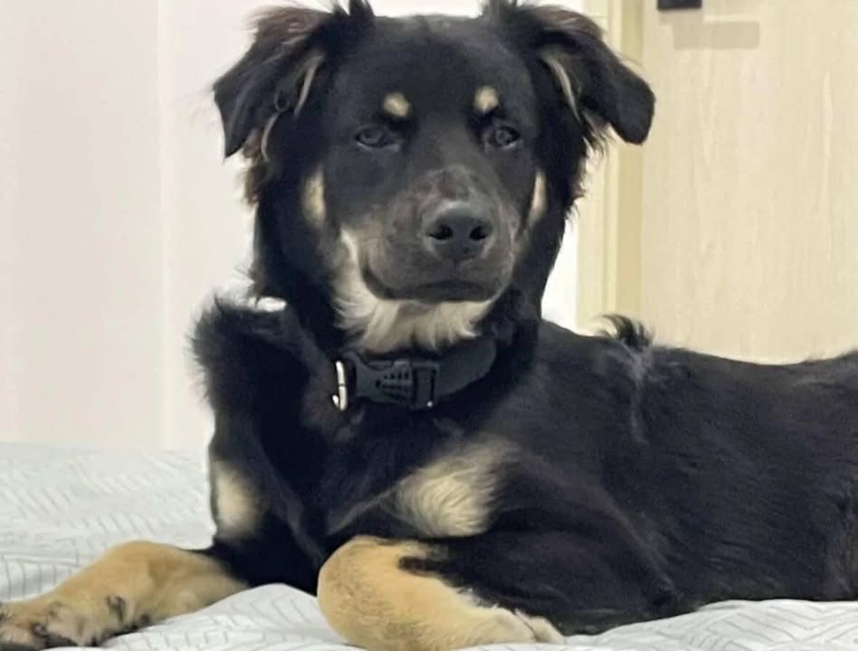 Adopción Canina en Risaralda 