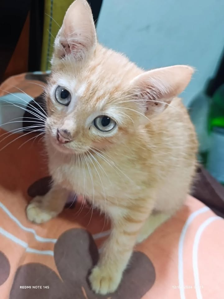 Gatitos en adopción en La Victoria, Valle 