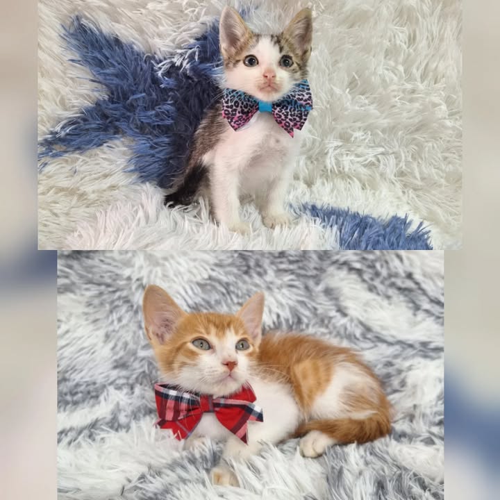 Gatitos en adopción Risaralda 