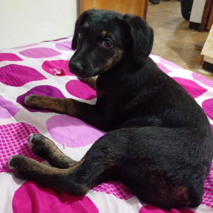 Cachorrita en adopción - Risaralda 