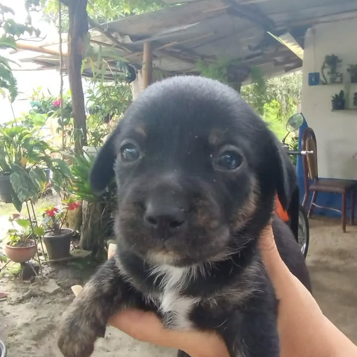 Cachorritos en adopción responsable en Risaralda 
