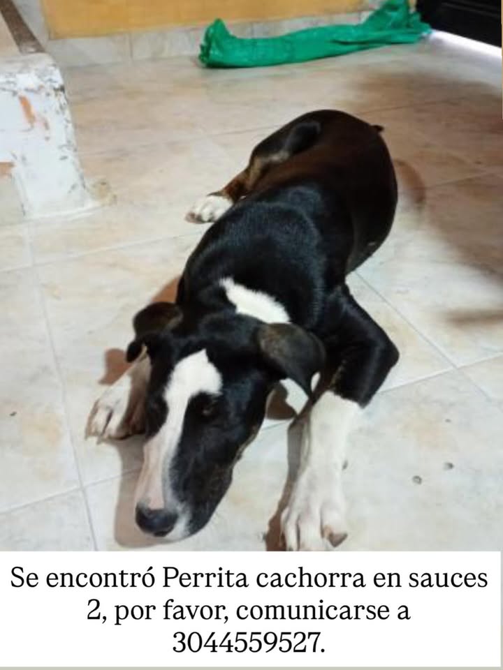 Perro encontrado en Sauces 2 