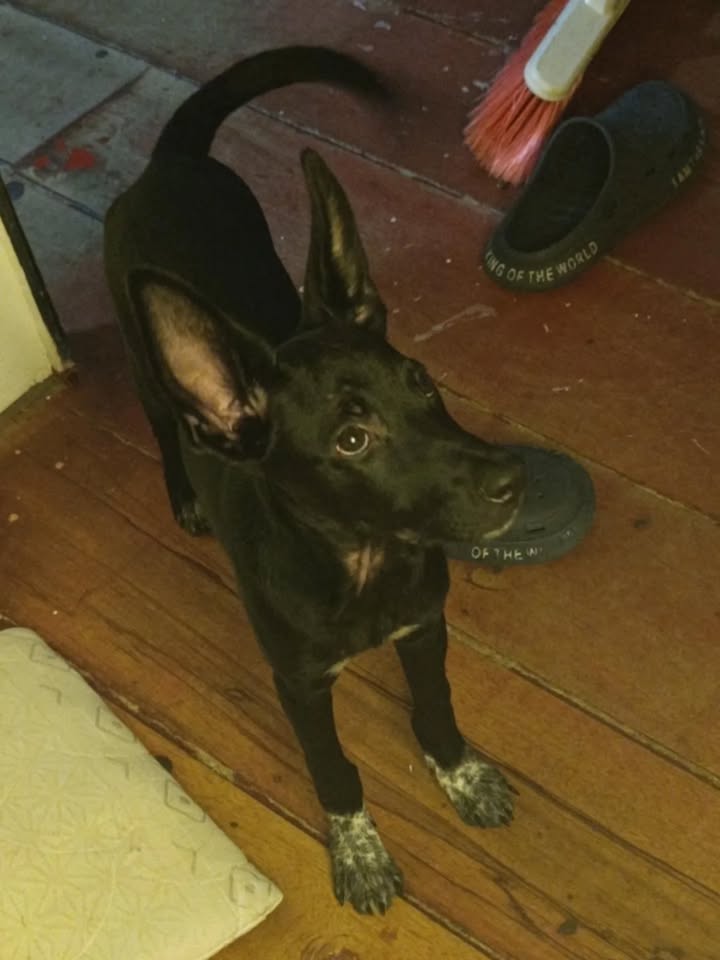 Adopción de Cachorro en Risaralda, Colombia 