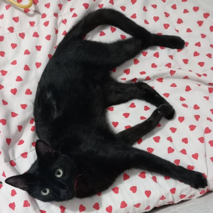 Adopción de gatos esterilizados en Risaralda 