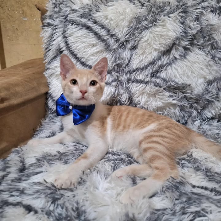 Gatitos en adopción Risaralda 
