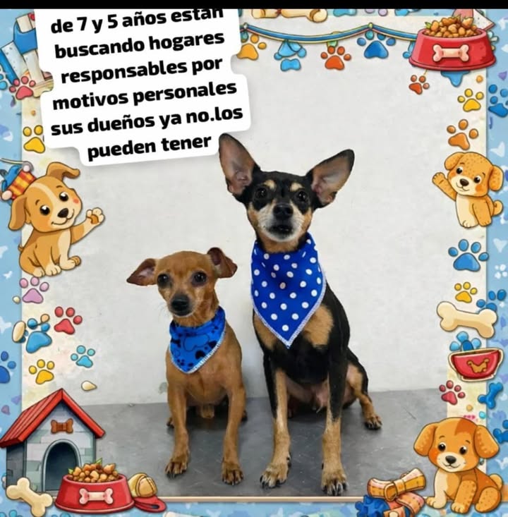 Adopción de perros en La Victoria, Valle 
