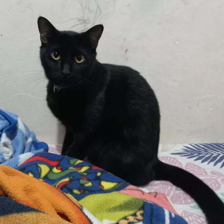 Adopción de gatos esterilizados en Risaralda 