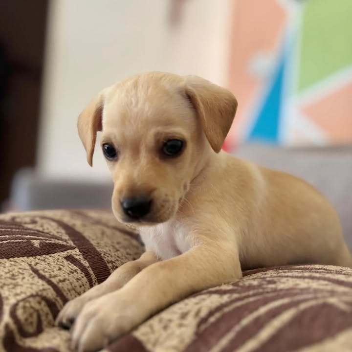 Cachorritos en adopción responsable en Risaralda 