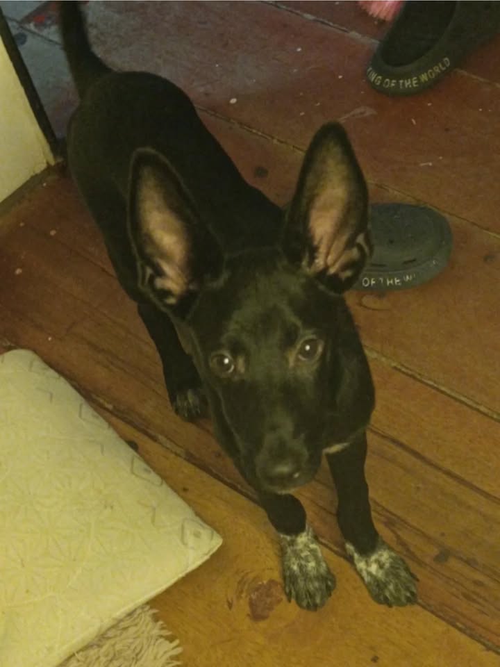 Adopción de Cachorro en Risaralda, Colombia 