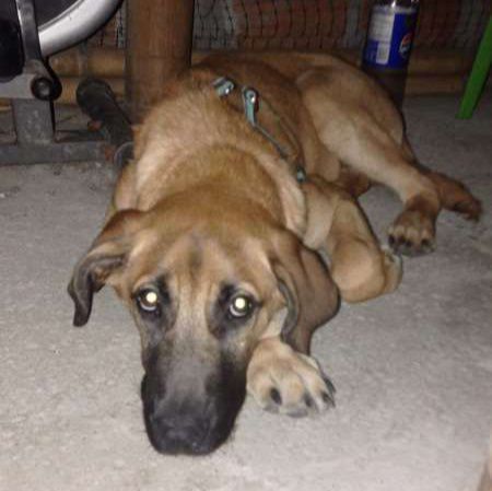 Adopción de Perro en Colombia 