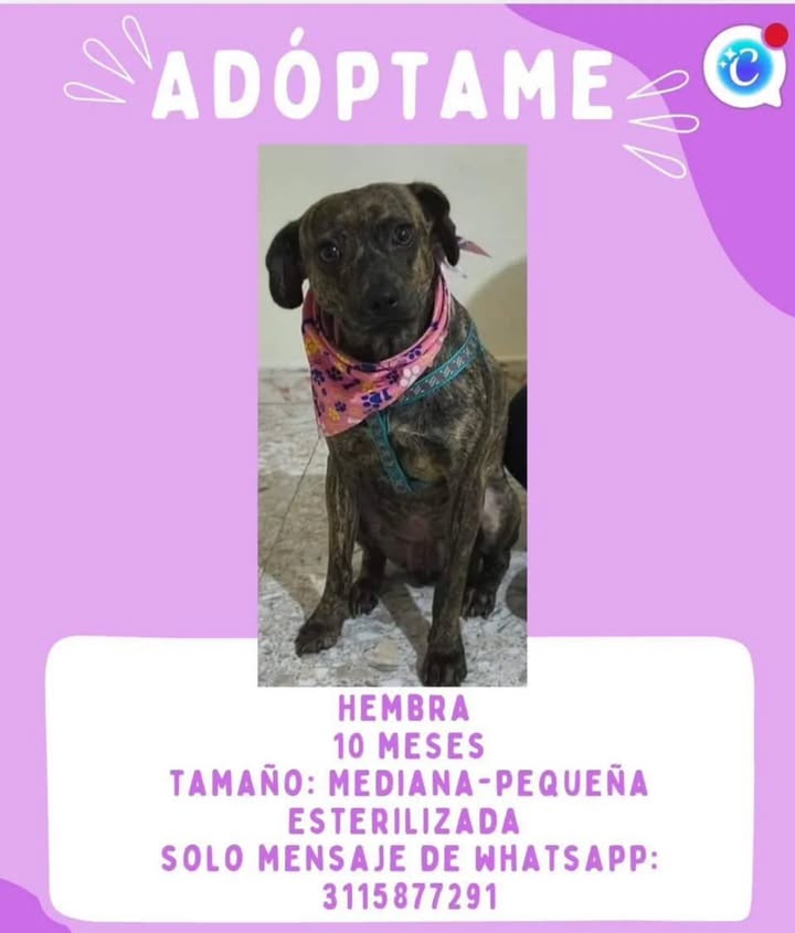 Adopción de perro en Risaralda 