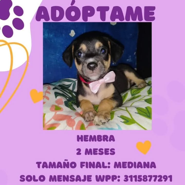 Adopción de Cachorro en Risaralda 