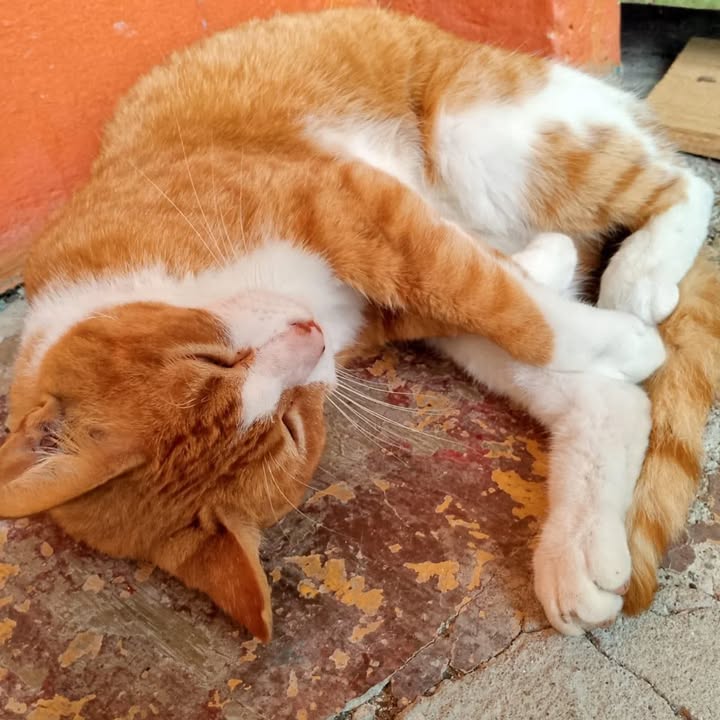 Gatita en Adopción en Pereira 