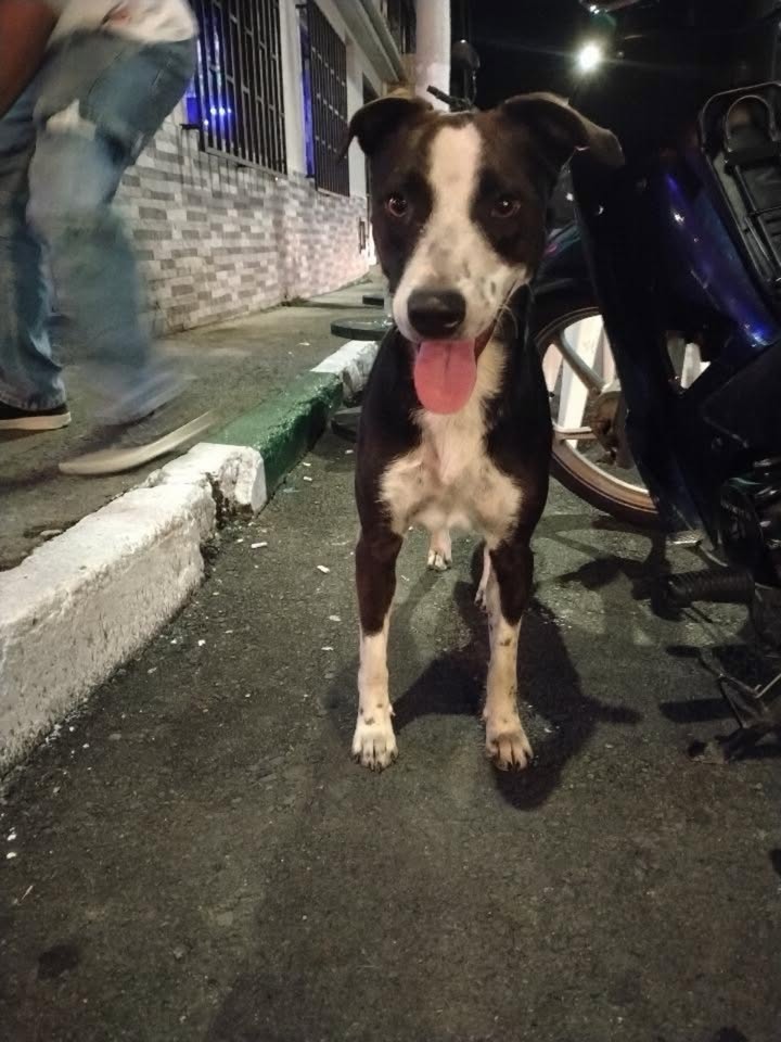 Perro encontrado en Providencia, Risaralda 