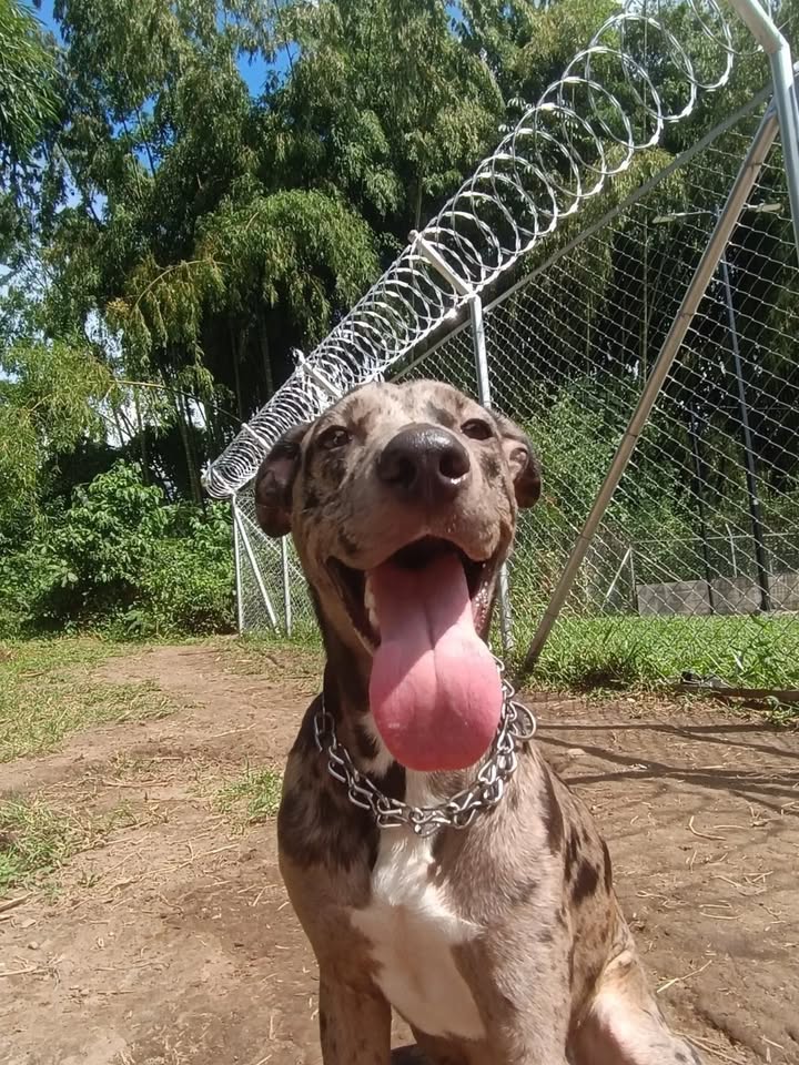 Perro en adopción en Risaralda 