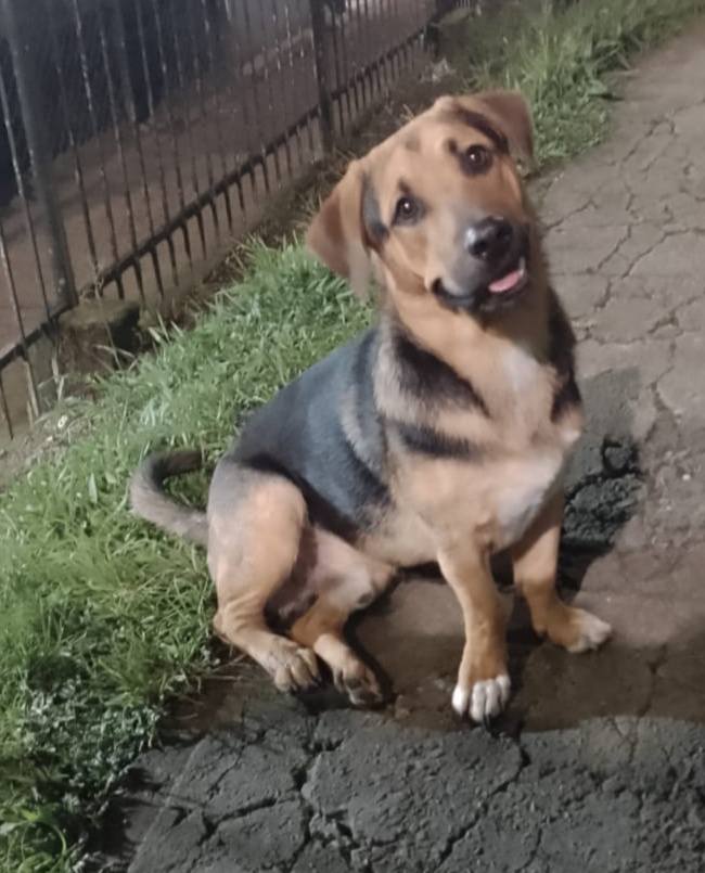 Adopción de Perros en Risaralda 