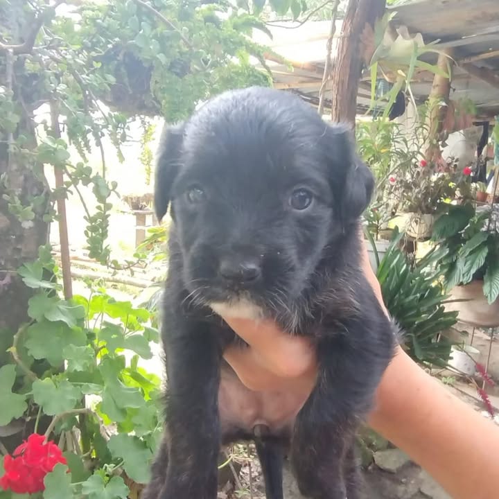 Cachorritos en adopción responsable en Risaralda 