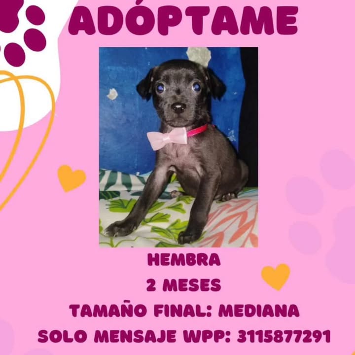 Adopción de Cachorro en Risaralda 
