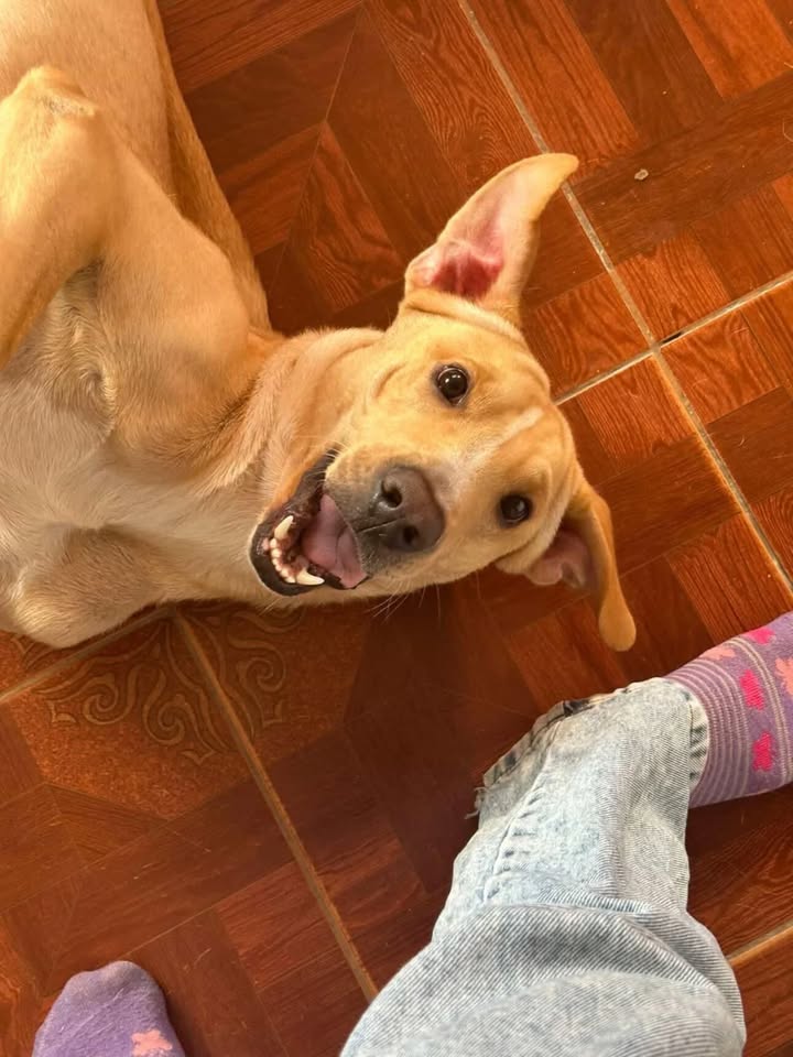 Perro en adopción en Risaralda 